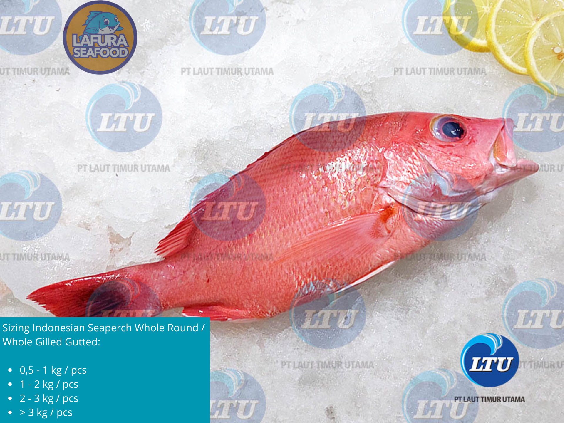 Red / Scarlet Snapper Indonesian Seaperch Whole Round / Whole Gilled Gutted Scaled